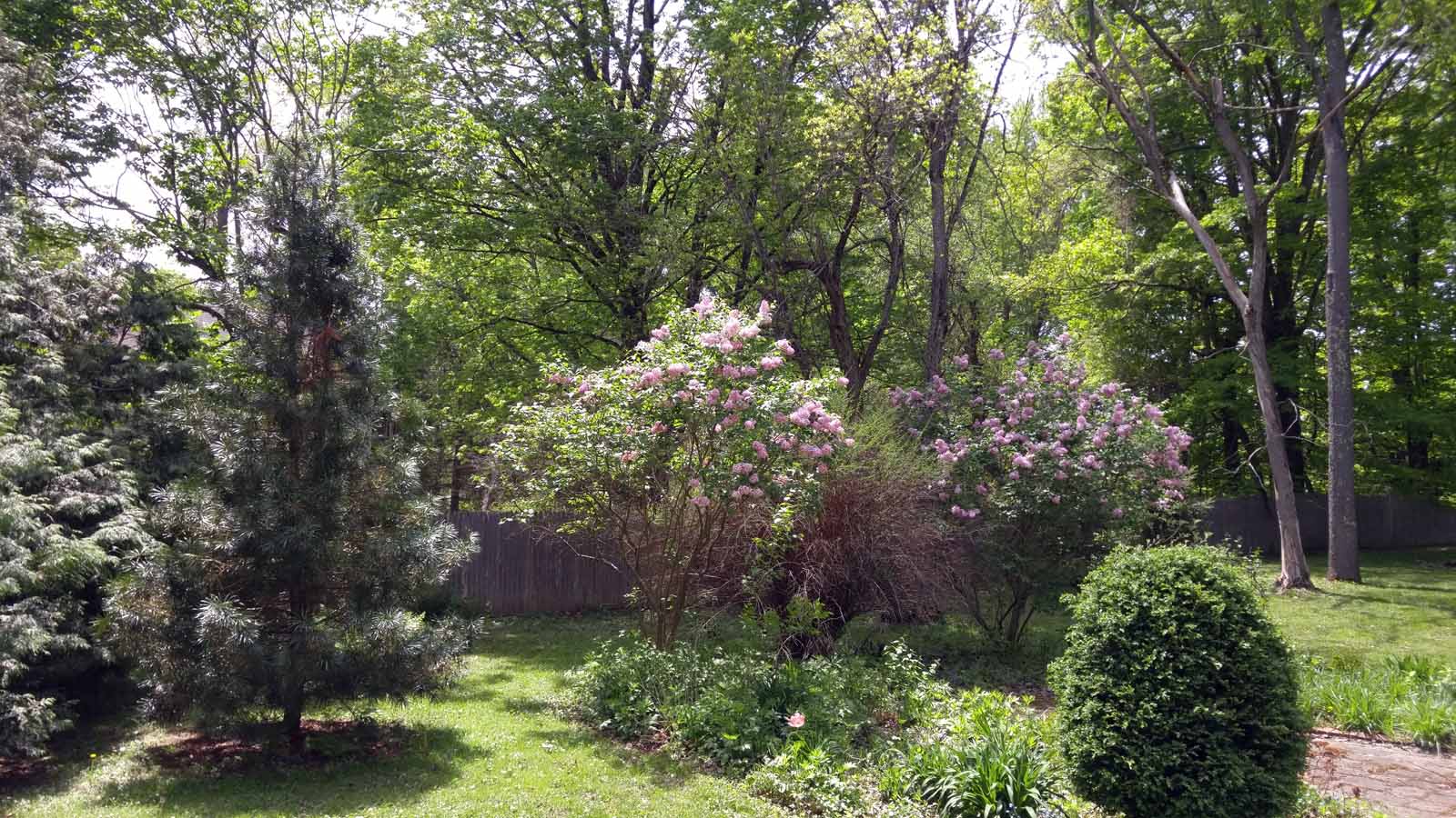 yard in springtime